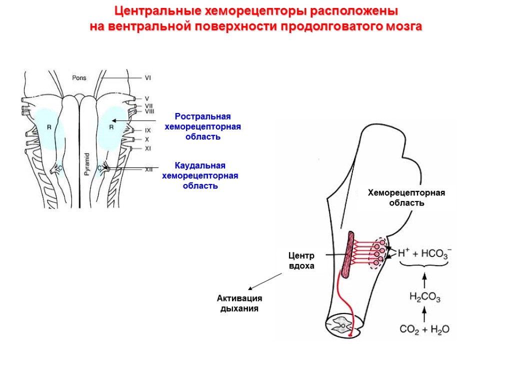 Центральные хеморецепторы расположены на вентральной поверхности продолговатого мозга Ростральная хеморецепторная область Каудальная хеморецепторная область